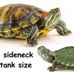 African Sideneck Turtle Tank Size