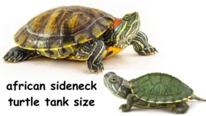 African Sideneck Turtle Tank Size