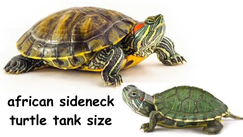 African Sideneck Turtle Tank Size