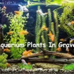 Aquarium Plants In Gravel