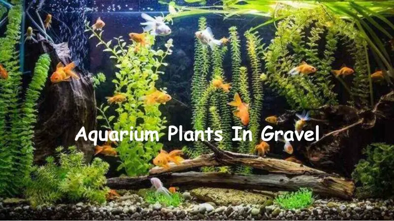 Aquarium Plants In Gravel