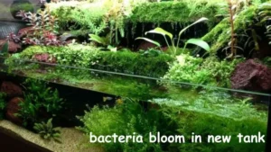 Bacteria Bloom In New Tank