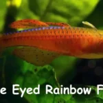 Blue Eyed Rainbow Fish