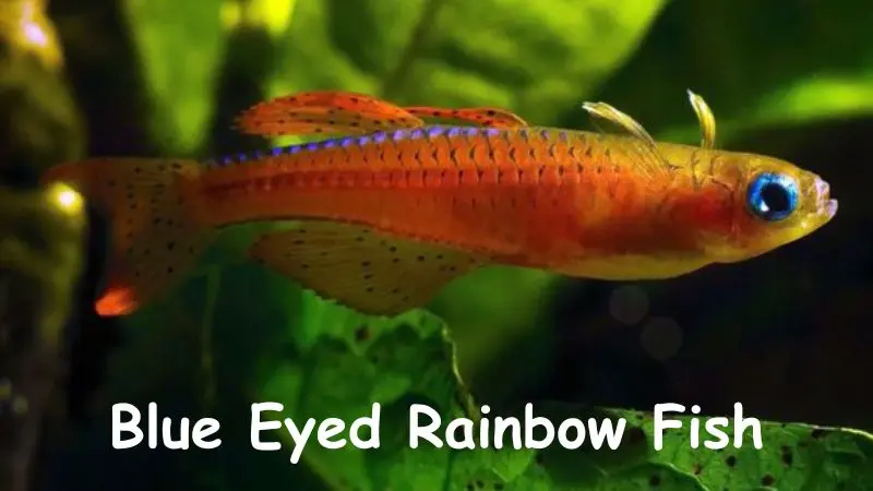 Blue Eyed Rainbow Fish