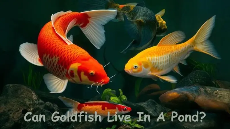 Can Goldfish Live In A Pond?