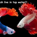 Can goldfish live in tap water?