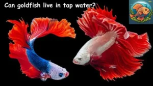 Can goldfish live in tap water?