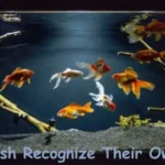 Do Fish Recognize Their Owner?