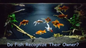 Do Fish Recognize Their Owner?