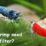 Do shrimp need a filter?