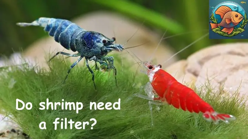 Do shrimp need a filter?