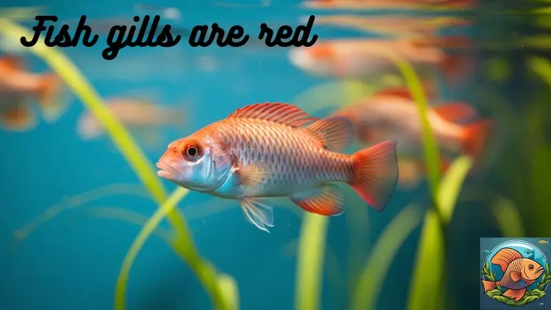 Fish gills are red