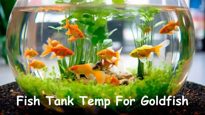 Fish Tank Temp For Goldfish