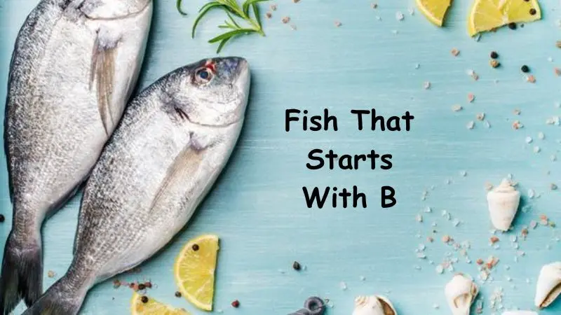 Fish That Starts With B