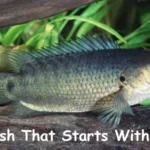 Fish That Starts With P