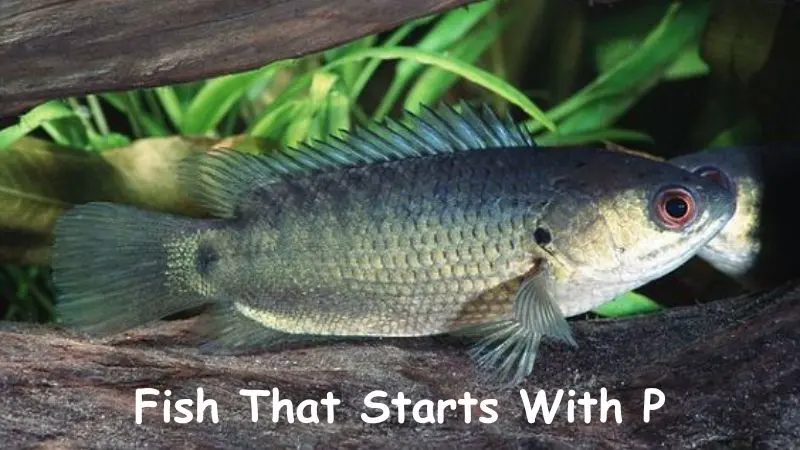 Fish That Starts With P