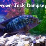 Full Grown Jack Dempsey Fish