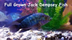 Full Grown Jack Dempsey Fish