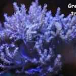 Green kenya tree coral