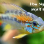 How big can an angelfish get?