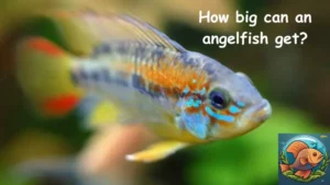 How big can an angelfish get?