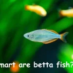 How smart are betta fish?