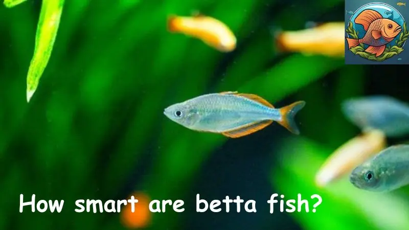 How smart are betta fish?