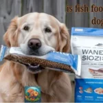 Is fish food bad for dogs?