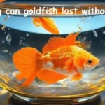 How long can goldfish last without food?