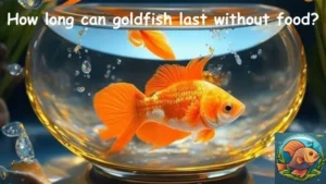 How long can goldfish last without food?