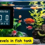 Nitrite levels in fish tank