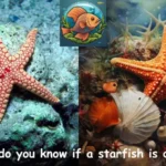 How do you know if a starfish is dead?