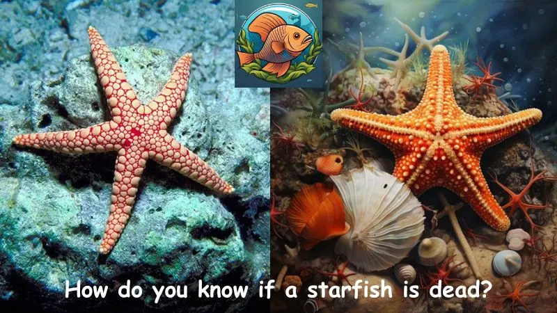 How do you know if a starfish is dead?