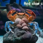 Red claw crab food