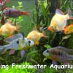 Schooling Freshwater Aquarium Fish