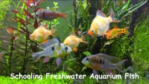 Schooling Freshwater Aquarium Fish