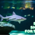 small sharks for tanks