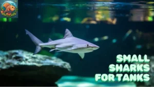 small sharks for tanks