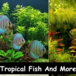 Tropical Fish And More