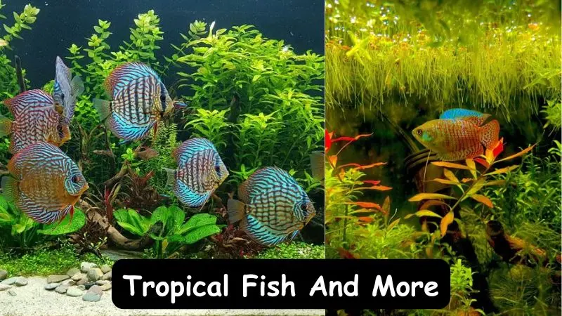 Tropical Fish And More