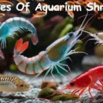 Types Of Aquarium Shrimp