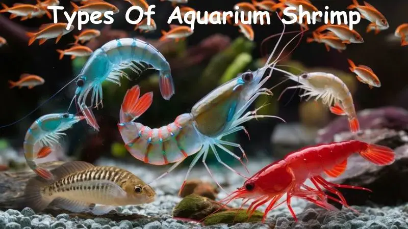 Types Of Aquarium Shrimp