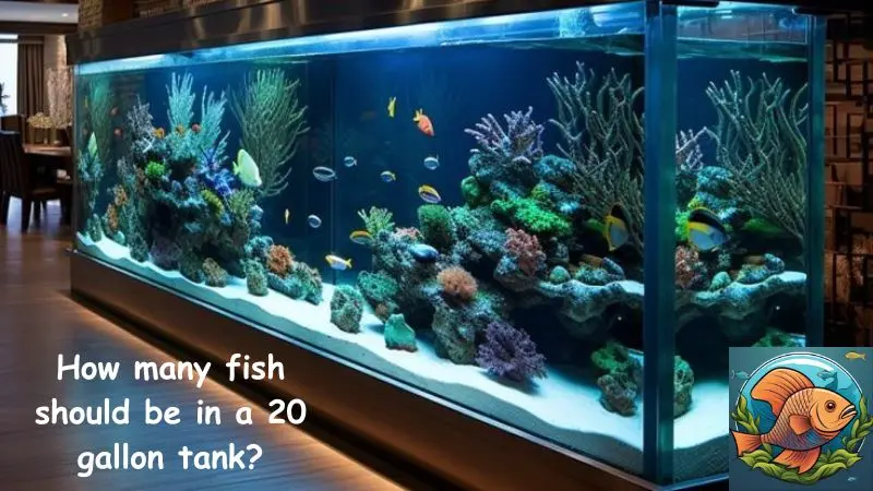 How many fish should be in a 20 gallon tank?