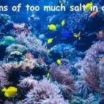 Symptoms of too much salt in aquarium