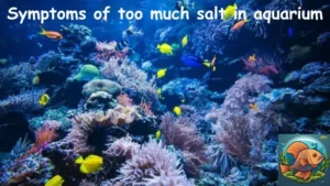 Symptoms of too much salt in aquarium