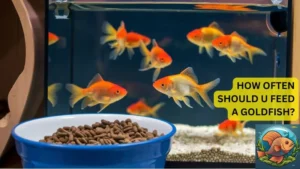 how often should u feed a goldfish?