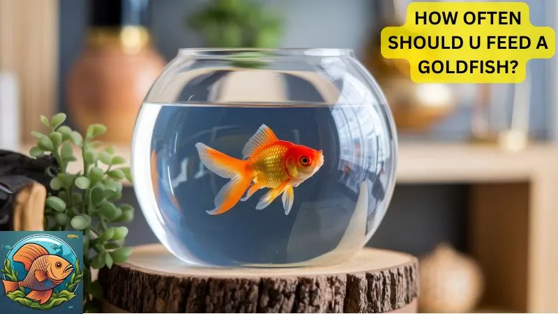 how often should u feed a goldfish?